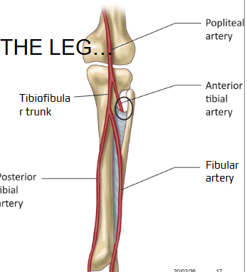 <p><span style="background-color: transparent;"><span>→ </span><strong><span>Anterior tibial artery (anterior leg)</span></strong></span></p><p><span style="background-color: transparent;"><span>→ Tibiofibular trunk</span></span></p><p><span style="background-color: transparent;"><span> → Posterior tibial artery (posterior leg)</span></span></p><p><span style="background-color: transparent;"><span> → </span><strong><span>Fibular artery (lateral leg)</span></strong></span></p>