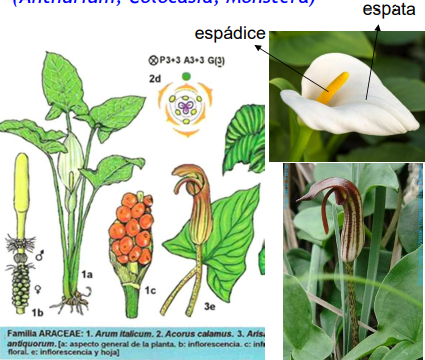 <p><em>Arum </em>sp., <em>Arisarum </em>sp., <em>Biarum </em>sp., y exóticas ornamentales (Anthurium, Colocasia, Monstera).</p>