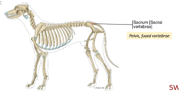<p>D. Pelvis</p>
