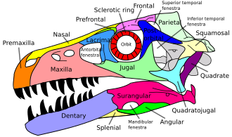 <p>Quadratojugal</p>