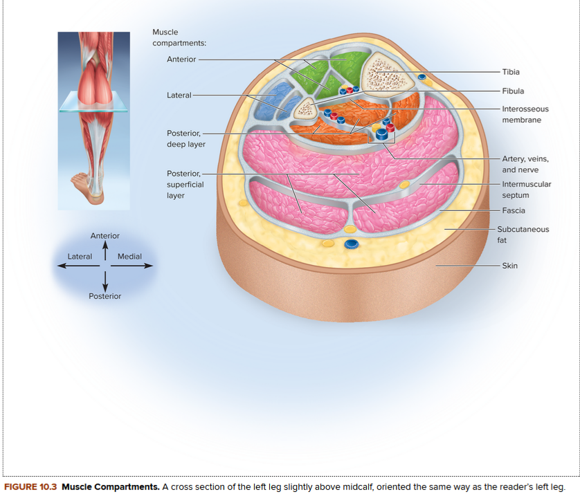 <p><strong>Muscle compartment (cross section) - Image 3</strong></p>