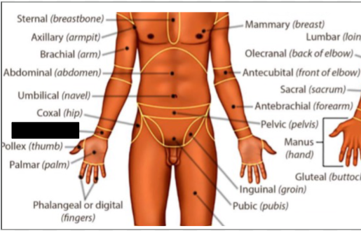 <p>what anatomical region is this?</p>