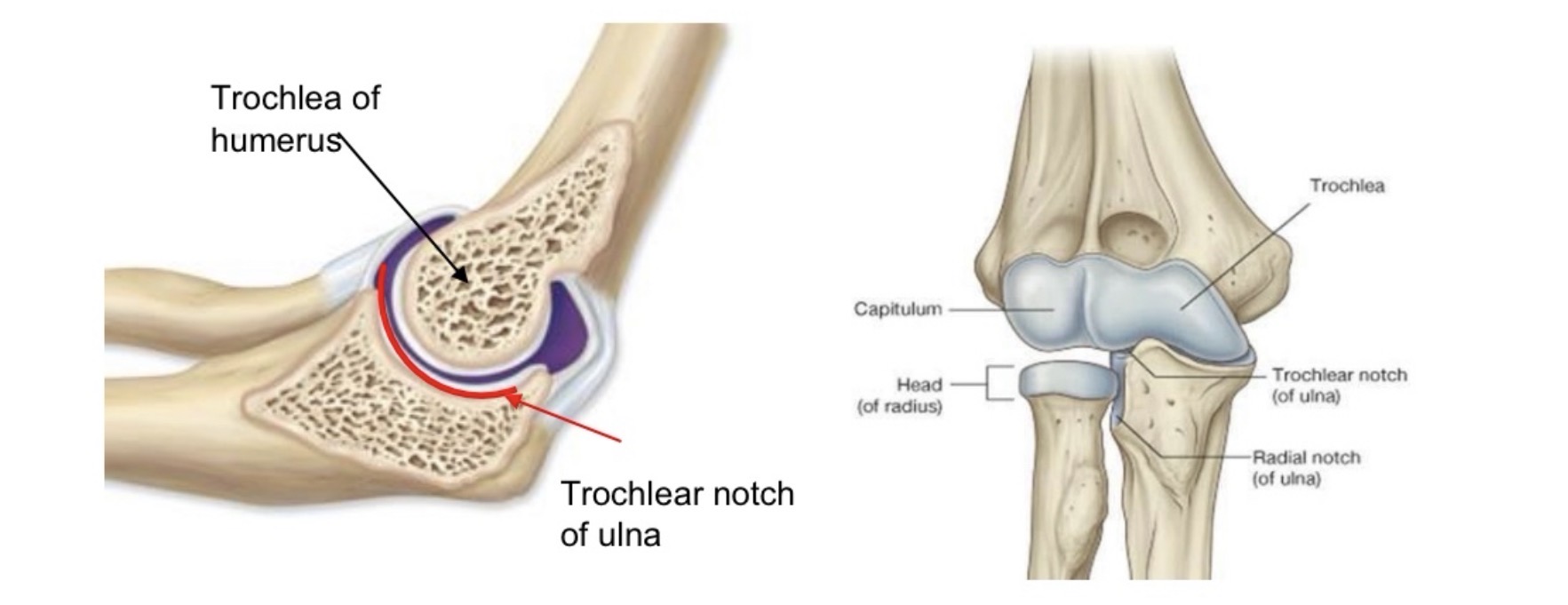 <p>name the joint and articulations</p>