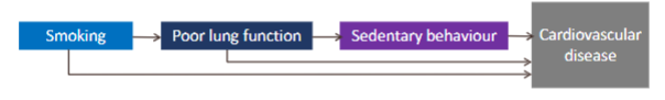 <p>Smoking</p><ul><li><p>Poor lung function </p><ul><li><p>Sedentary behaviour </p></li></ul></li></ul><p>All increase risk of cardiovascular disease </p><p></p>