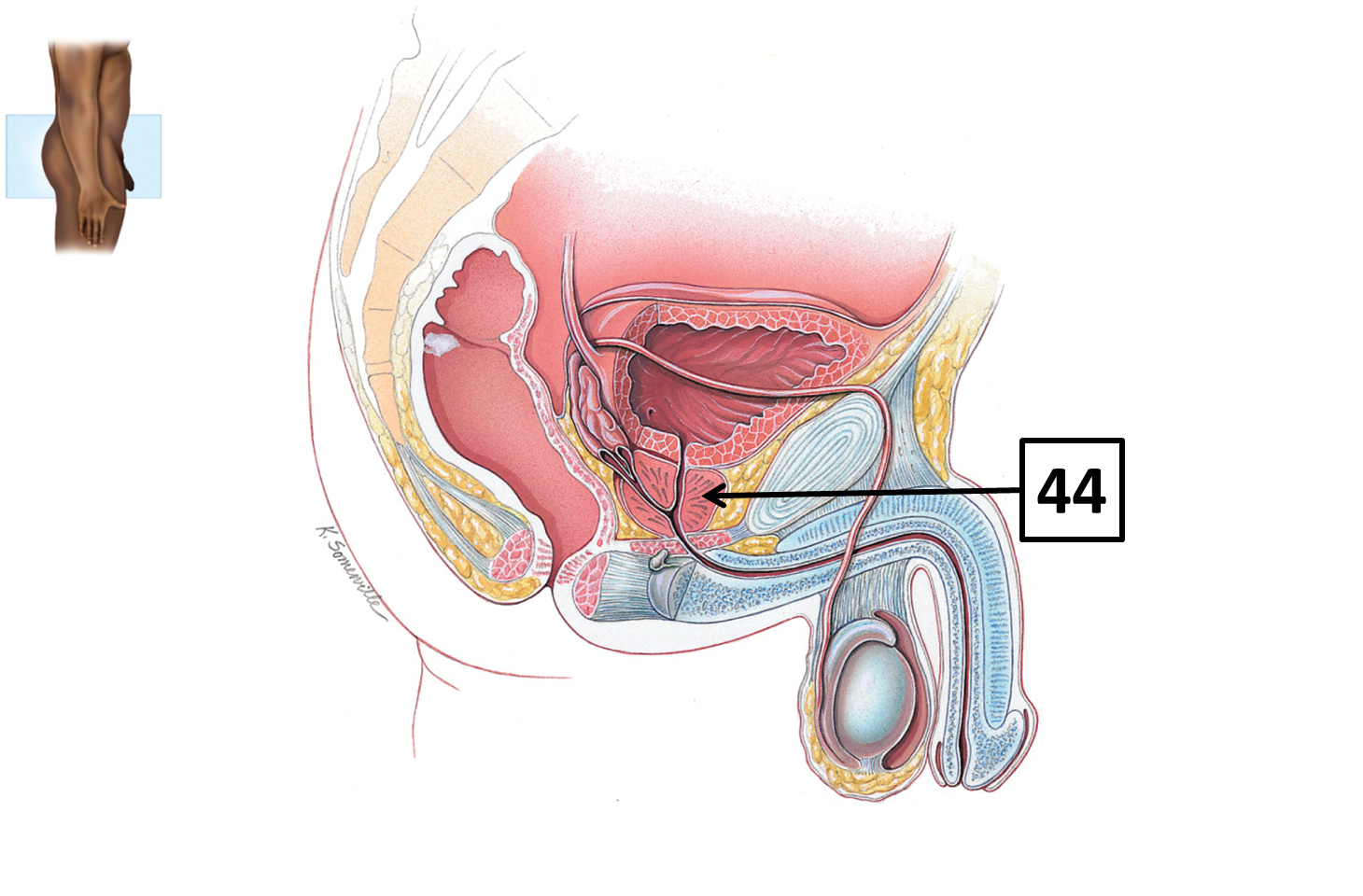 <p>Name and function </p>