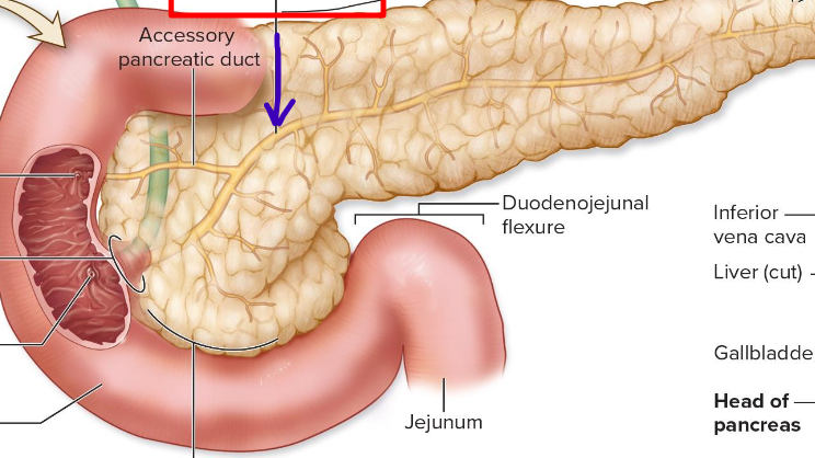 <p>joins the bile duct and accessory pancreatic duct to empty into duodenum</p>