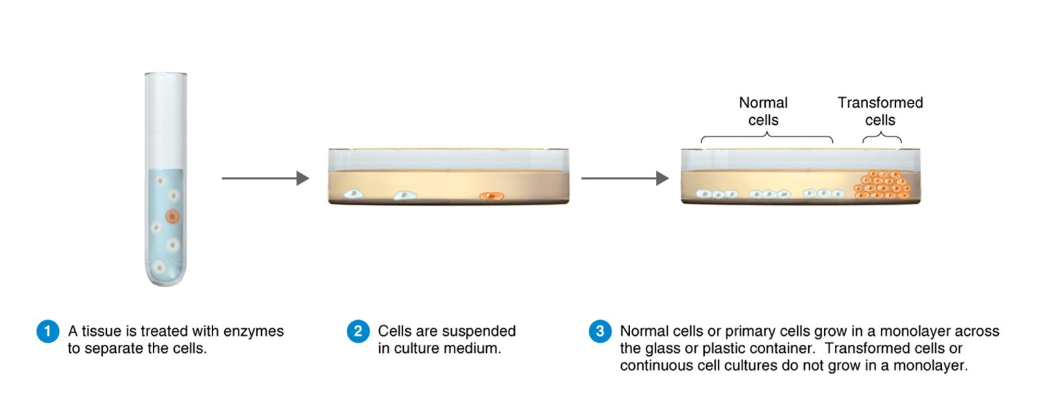 <ol><li><p>A tissue is treated w/enzymes to separate the cells</p></li><li><p>Cells are suspended in culture medium</p></li><li><p>Normal cells grown in a monolayer across the glass/plastic container. Transformed cells or continuous cell cultures do not grow in a monolayer</p></li></ol><p></p>