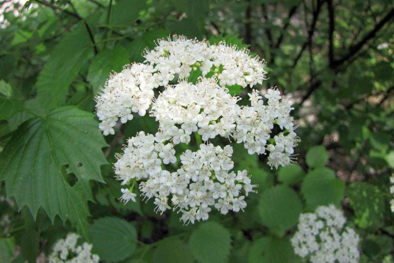 <p>N Viburnum dentatum</p><p>Tough, shade tolerant woody shrub up to 8’ tall and wide</p><p>Opposite serrated leaves with extended tips</p><p>Red to purple in fall</p><p>Flat topped showy white spring flower clusters</p><p>Deep blue berries</p><p>Hedge</p><p>Erosion control on coastal buffs/Understory woodland edges</p>