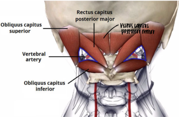 <p>Action: rotates the atlas (C1)</p><p>Innervation: suboccipital nerve (dorsal ramus of C1)</p>