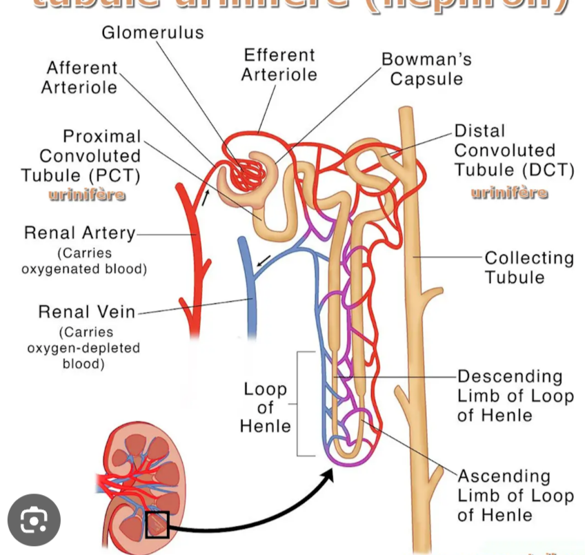 <p>À retenir : Le néphron comprend un glomérule puis un tubule rénal constitué du tubule proximal, de l’anse de Henlé, du tubule distal et du canal collecteur. 💡 Explication : Le glomérule réalise la filtration initiale, puis le filtrat traverse les différents segments tubulaires qui le modifient progressivement jusqu’à obtenir l’urine finale.</p>