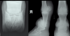 <p>What does the coffin bone (P3) typically NOT DO when responding to injury?</p>