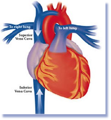 <p>Superior Vena Cava- is a major vein that collects deoxygenated blood from the upper body and returns it to the heart. </p>