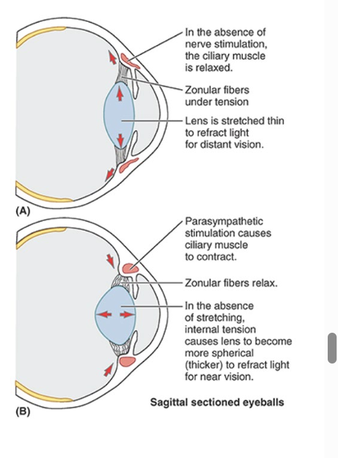 <ul><li><p>post to iris and ant to vitreous humor</p></li><li><p><strong>ciliary muscle</strong> changes shape of lens</p></li><li><p>para sympy stimulation via <strong>oculomotor nerve (CN III) </strong>→ sphincter-like <strong>contraction </strong>of muscle</p><ul><li><p>ring becomes smaller</p></li><li><p>tension on lens = reduced</p></li></ul></li><li><p>thickness of lens increases w/ age</p></li></ul><p></p>