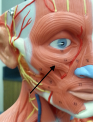 <p>retracts and elevates upper lip</p>