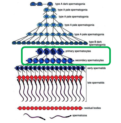 <p>Reduces chromosome number and generates genetic diversity</p><p>produces haploid cells from diploids</p><p>Germ cells > spermatocytes</p>