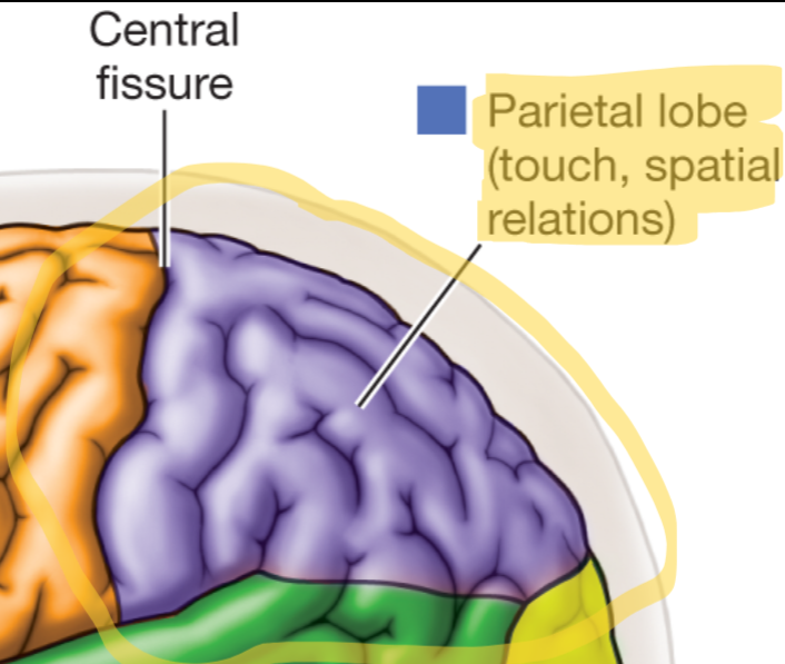 <p>Region of the cerebral cortex important for the sense of touch and for attention to the environment.</p>