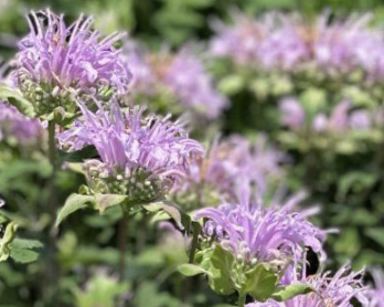 <p>Wild Bergamot</p><p>Native Perennial</p><p>2-5 feet</p><p>July-Sept., dry to moist soils; full sun to part-sun</p><p>bee balm, powdery mildew; square stem</p><p>lavender, purple</p>
