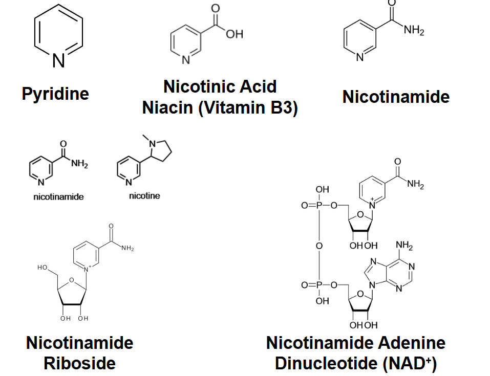 <p>Nicotinamide adenine dinucleotide</p><p>(NAD+) is a prominent carrier of high-</p><p>energy electrons derived from the</p><p>vitamin niacin (nicotinamide) shown</p><p>in red.</p>