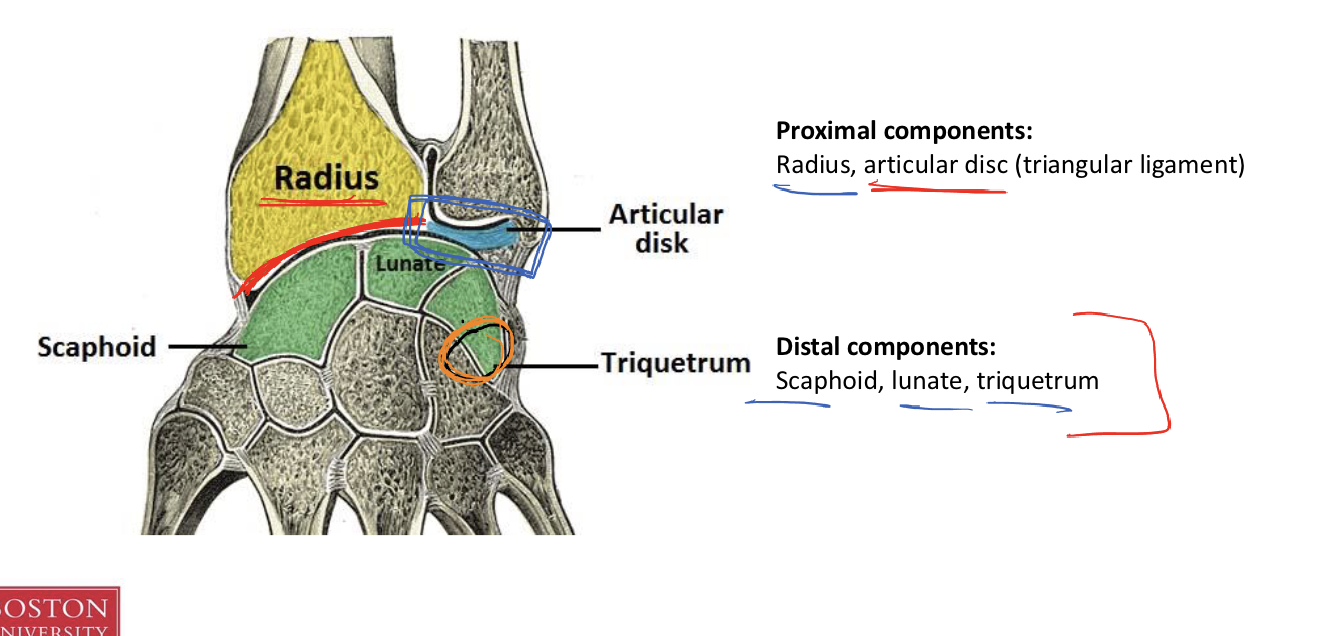 <p><span>Proximal components:<br>Radius, articular disc (triangular ligament)<br></span></p><p><span><strong>Distal components:</strong><br>Scaphoid, lunate, triquetrum</span></p>