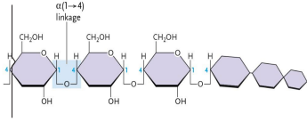 <p>Which Polysaccharide is this?</p>