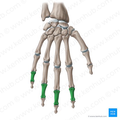 <p>What hand bones are these?</p>