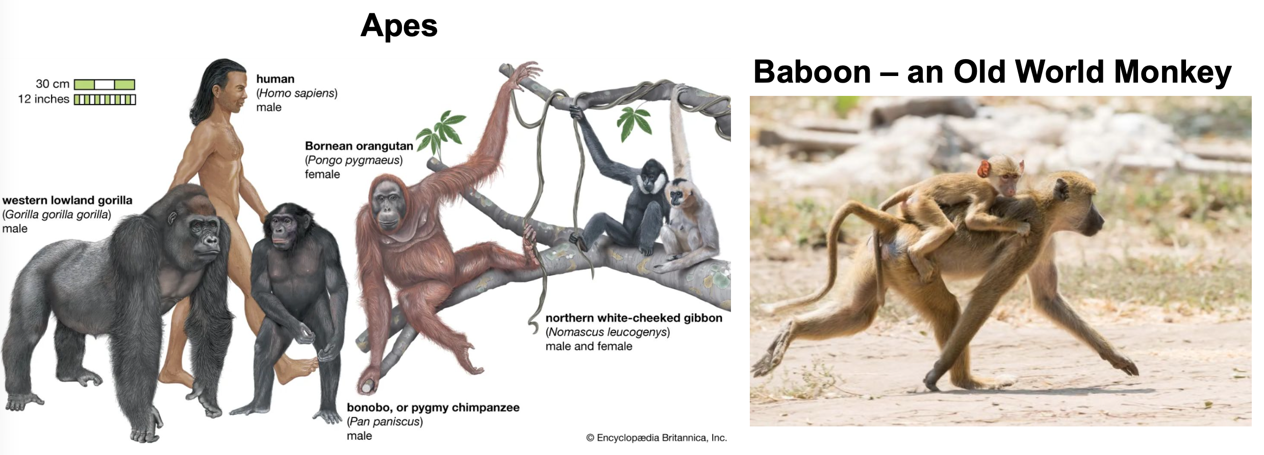 <p>large cerebrum.</p><p>Loss of a tail.</p>