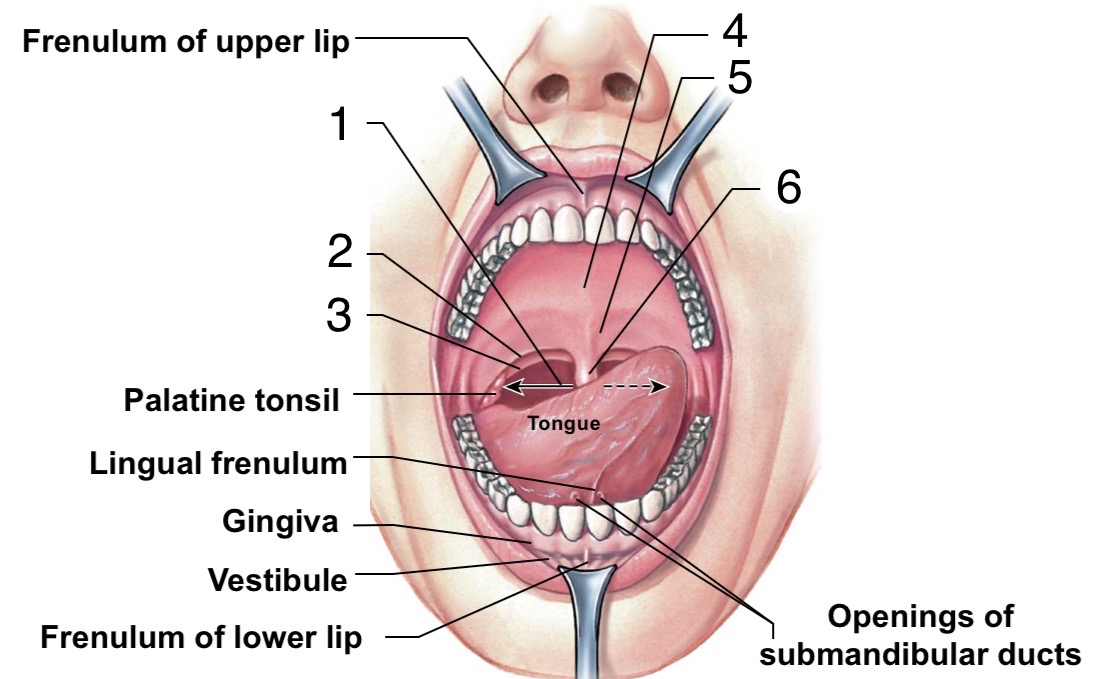 <p>Identify the structures of the Oral Cavity</p>