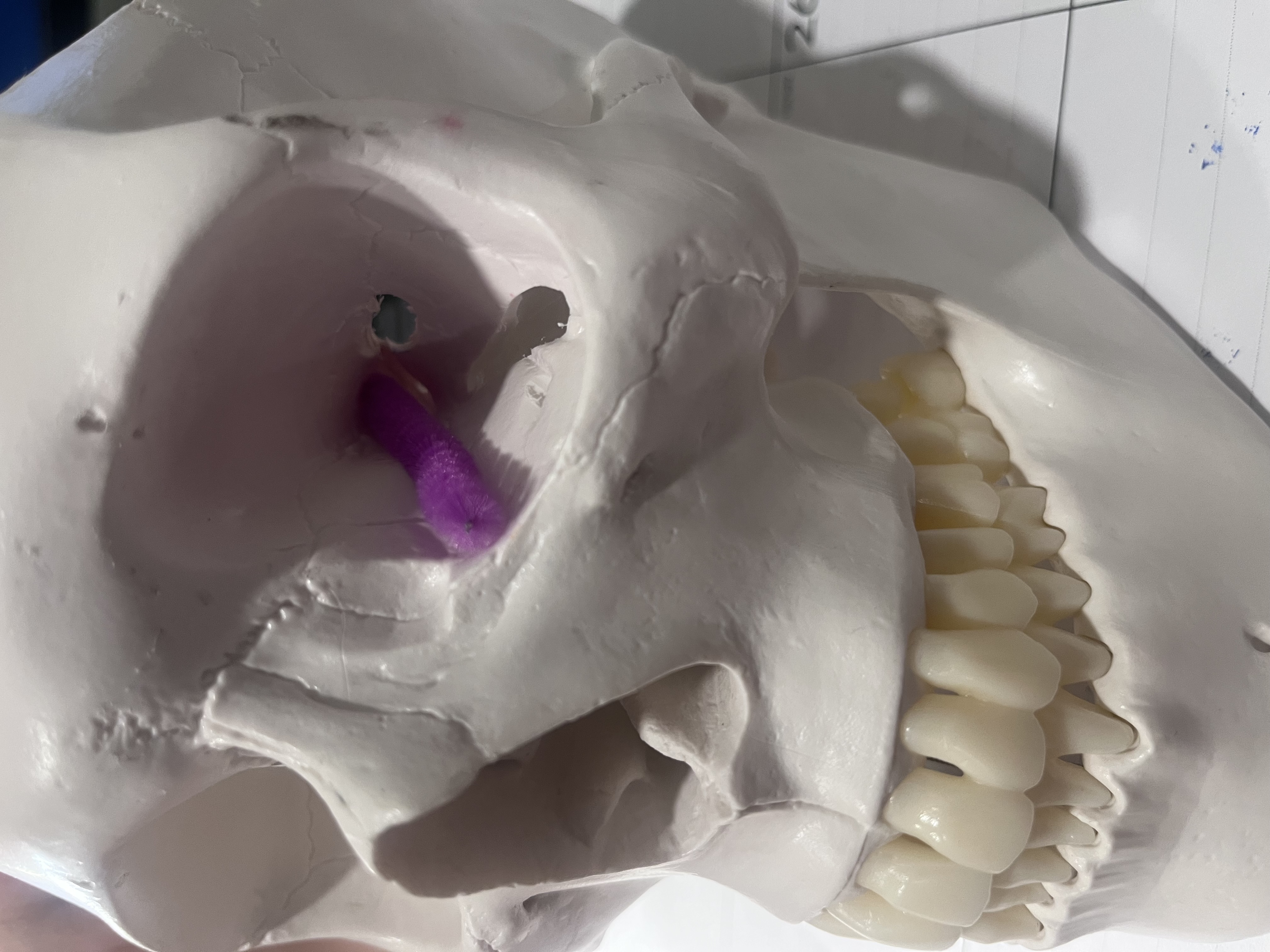 <p>What cranial nerve(s) are represented by the purple pipe cleaner?</p>