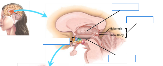 <p>Label this image</p>