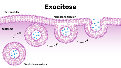 <ul><li><p><span>Clasmocitose</span></p></li><li><p><span>Secreção</span></p></li></ul><p></p>