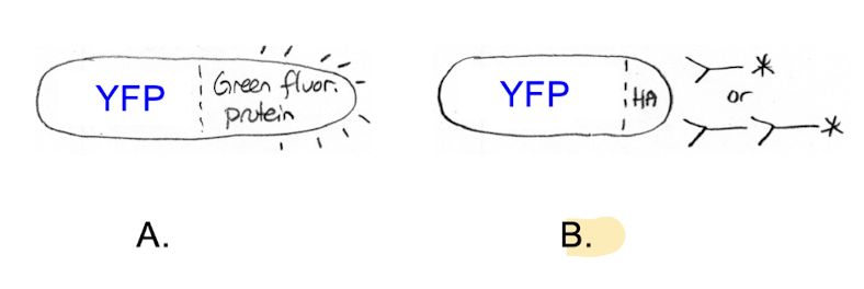 <p>which of these fusion proteins is most likely to go to its proper cellular location?</p>