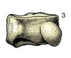 <p>classification of a short bone</p>