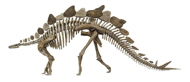 <p>land living vertebrates with four legs (tetrapods) have an arched vertebral column where the front and back lean together toward a middle vertebra. arch resists the pull of gravity</p>