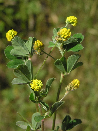 <p>Identify the weed</p>