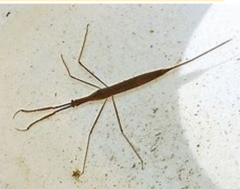 <p>What is the name of this bug </p>