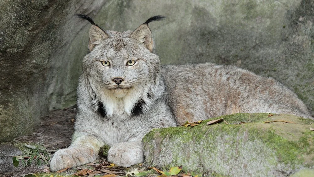 <p>Common Name: Canada lynx</p>