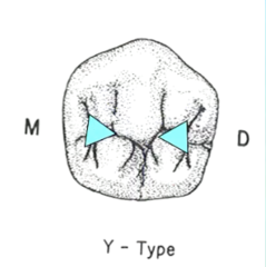 <p>fossae</p>