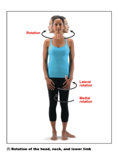 <p>Turning a bone around the longitudinal axis</p>