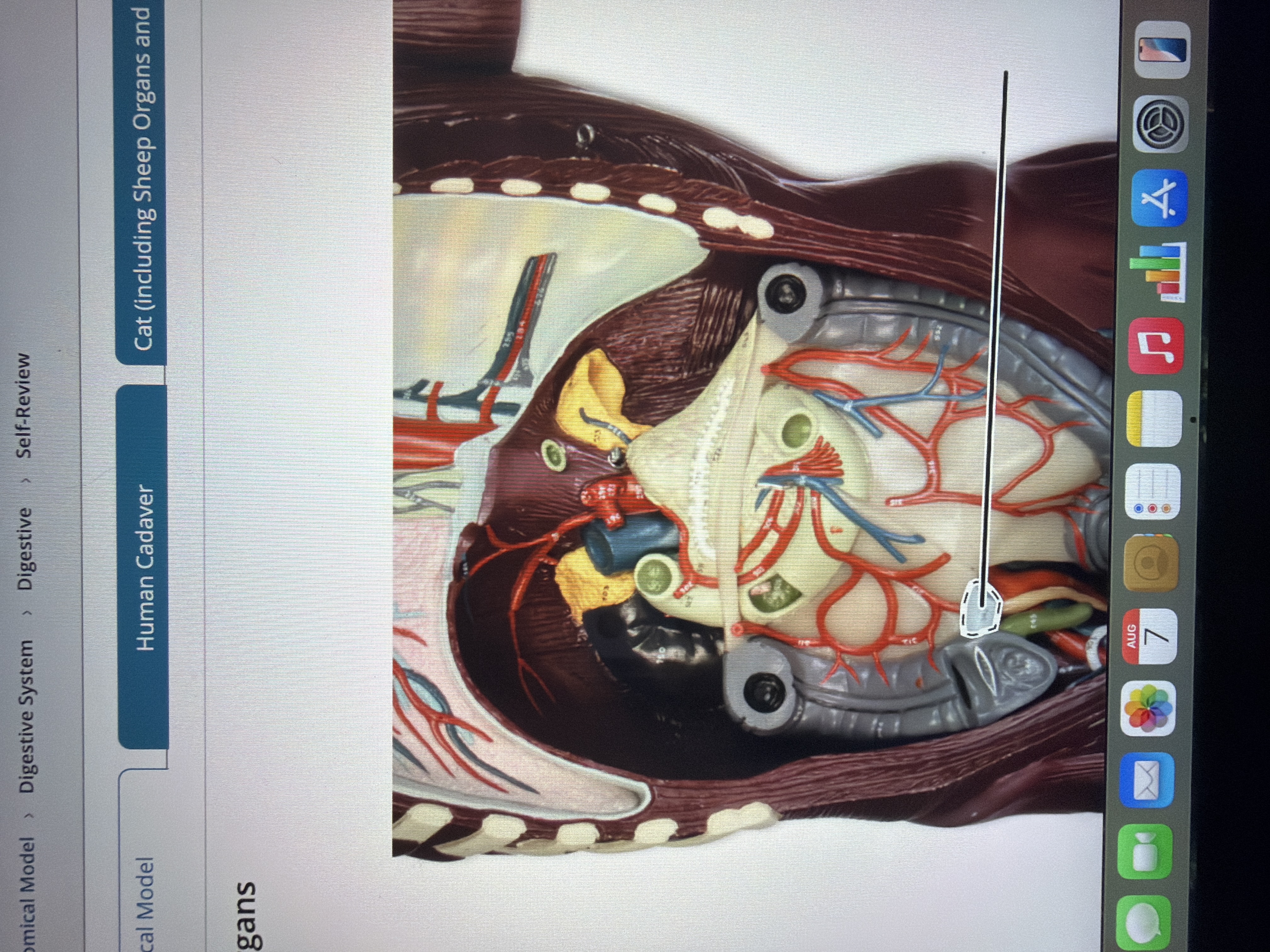 term image