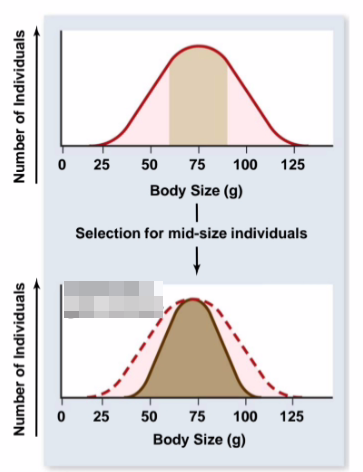 <p>stabilizing selection</p>