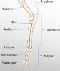 <p>Carpus, Metacarpus, and Phalanges</p>