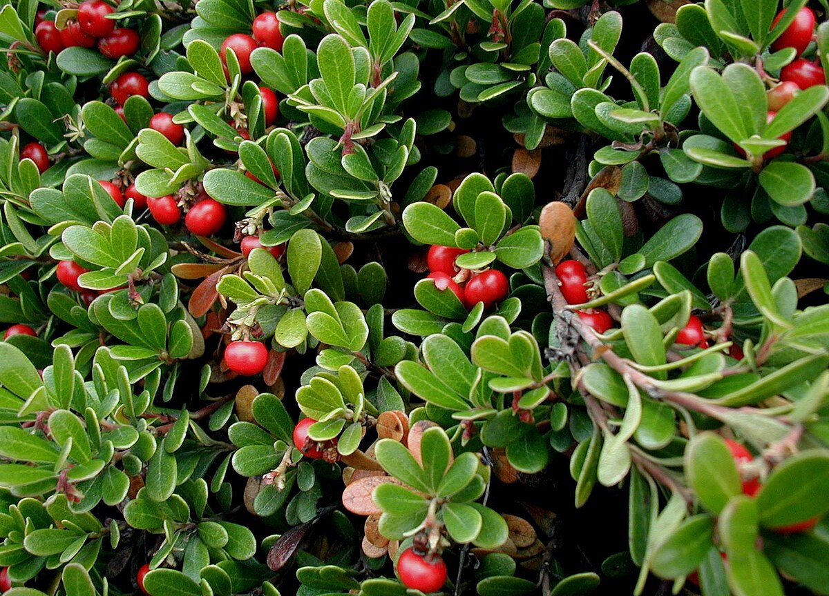 <p>Arctostaphylos uva-ursi </p>