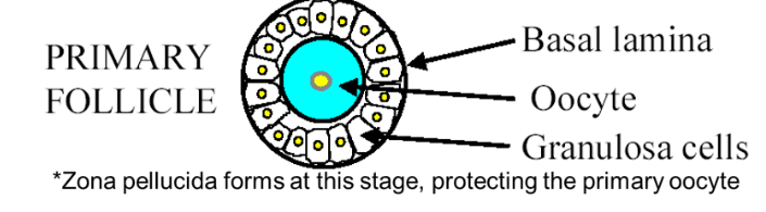 <p>when primordial follicles transition into primary follicles, the oocyte enlarges and granulosa cells proliferate which then start expressing FSH receptors. A primary follicle is defined by the presence of one or more cuboidal granulosa cells that are arranged in a single layer surrounding the oocyte. Zona pellucida forms at the primary follicle stage</p>