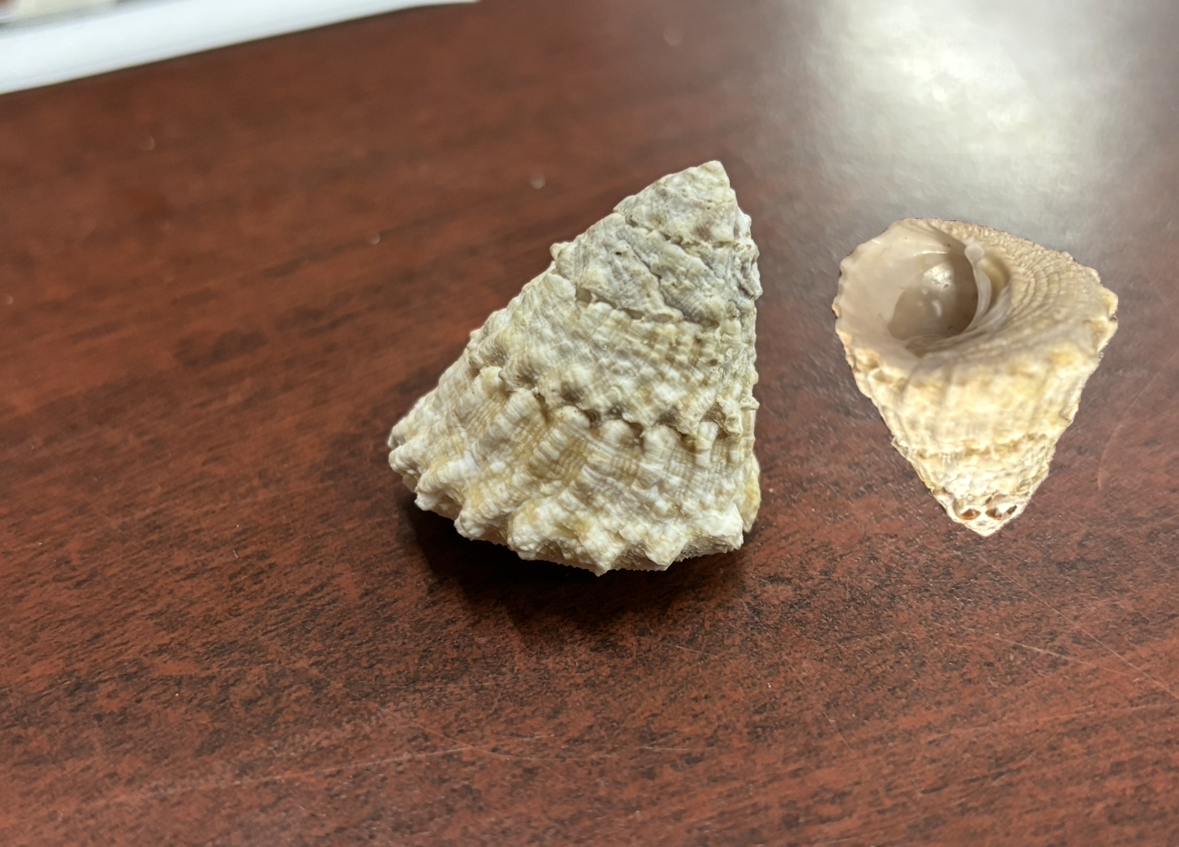 <p><strong>FILO<br>CLASE</strong><br><strong>SUBCLASE</strong><br><strong>FAMILIA</strong><br><strong>GÉNERO</strong><br><strong>NOMBRE COMÚN<br>CARACTERÍSTICAS</strong><br><strong>RÁDULA<br>ALIMENTACIÓN<br>HÁBITAT</strong></p>