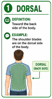 <p>Toward the back side of the body.</p><p>Example: The shoulder blades are on the dorsal side of the body.</p>