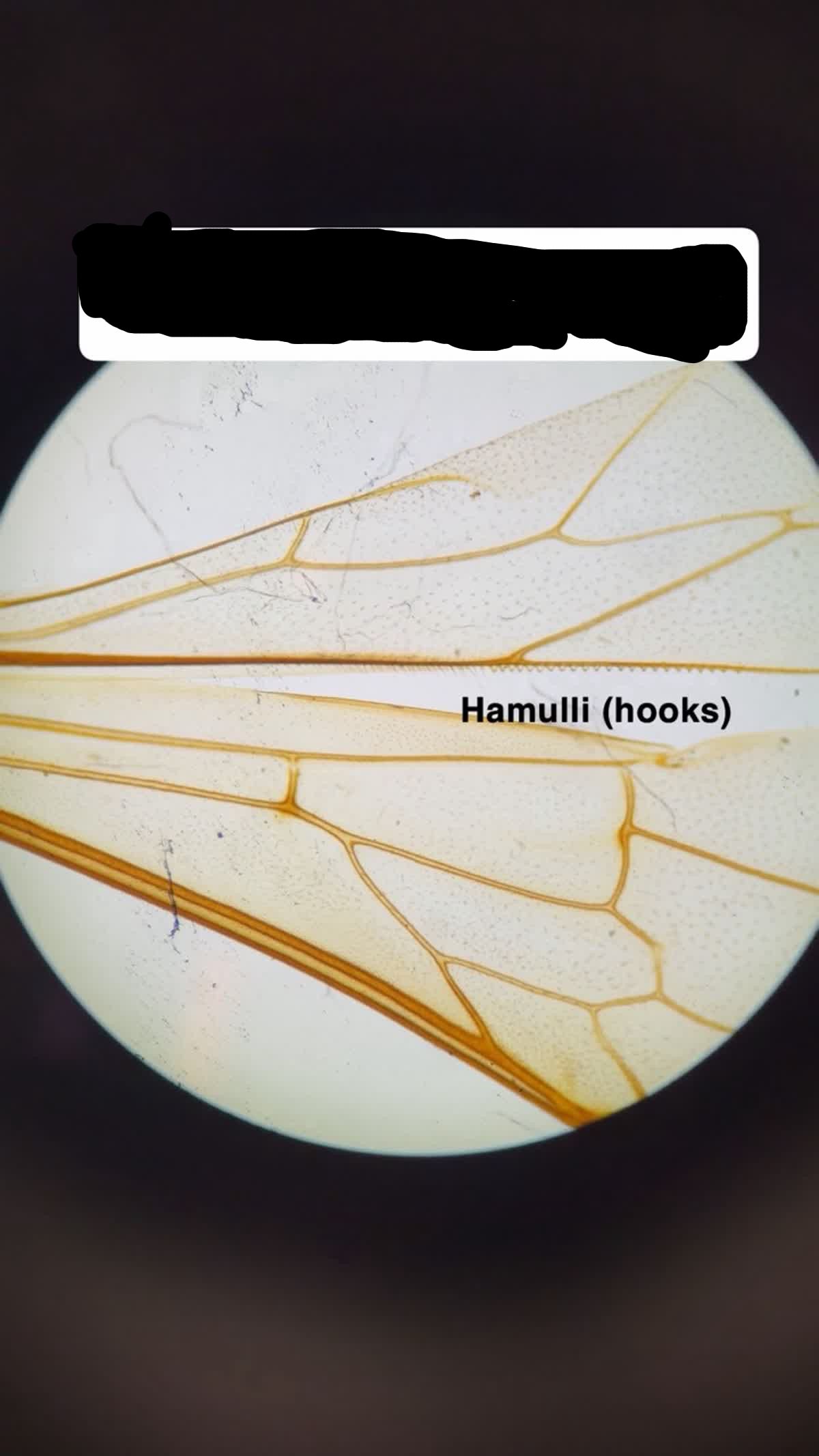 <p>What Order is This? (Honeybee)</p>
