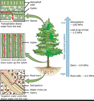 <p>-1 to -10 MPa (MegaPascals)?</p>