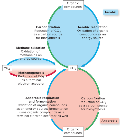 <ul><li><p>carbon fixation — autotrophs convert CO2 into an organic form</p></li><li><p>respiration &amp; fermentation — CO2 usually produced via activities of heterotrophs</p></li><li><p>methanogenesis &amp; methane oxidation</p><ul><li><p>methanogens — archaea oxidize hydrogen gas, CO2 as terminal e- acceptor, make methane</p></li><li><p>methyltrophs — methane as energy source</p></li></ul></li><li><p>the carbon cycle revolves around carbon dioxide !!</p></li></ul><p></p>