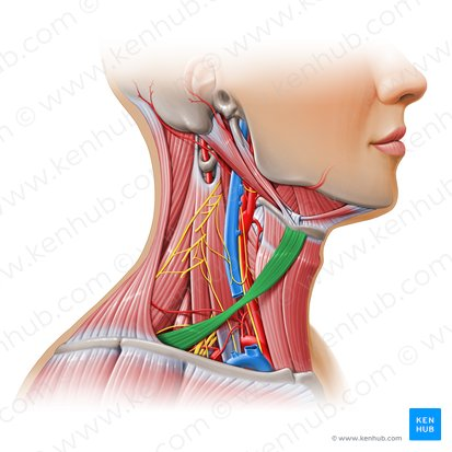 <p>O: hyoid</p><p>I: superior border of scapula (near notch)</p><ul><li><p>superior and inferior bellies</p><ul><li><p>superficial to internal jugular vein</p></li></ul></li></ul><p></p>
