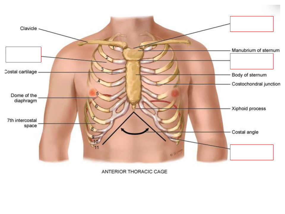 <p><strong>What are the anterior landmarks for lung assesssment?</strong></p>